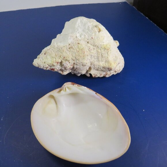 REAL Peach Orange Conch & Clam Sea Shell 7" & 4.5" - Picture 5 of 6